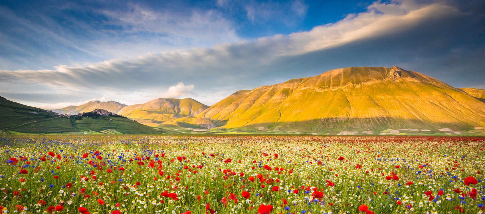 Fiori di primavera vetrofania a doppia faccia -  Italia