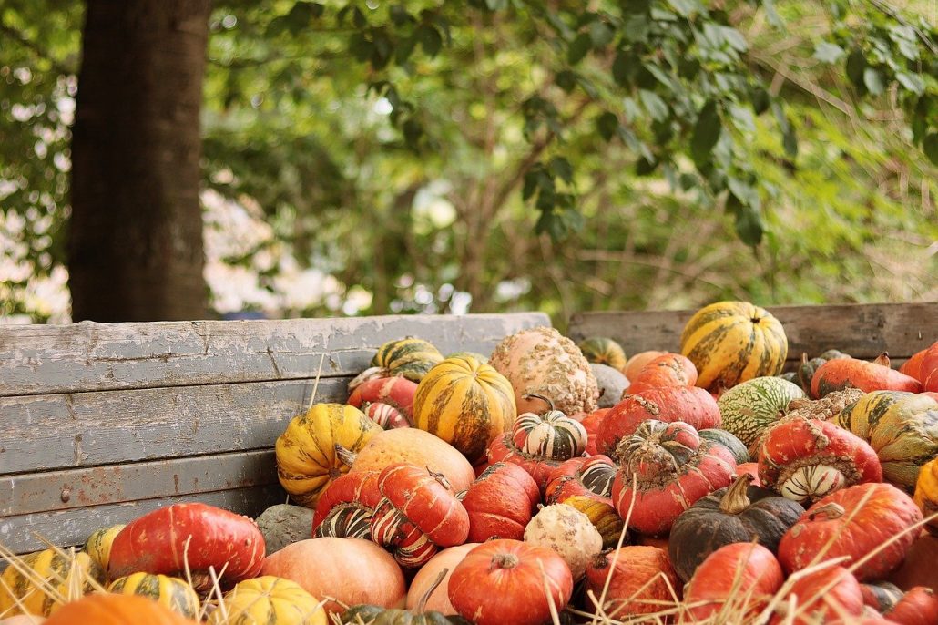 sagre e feste zucca