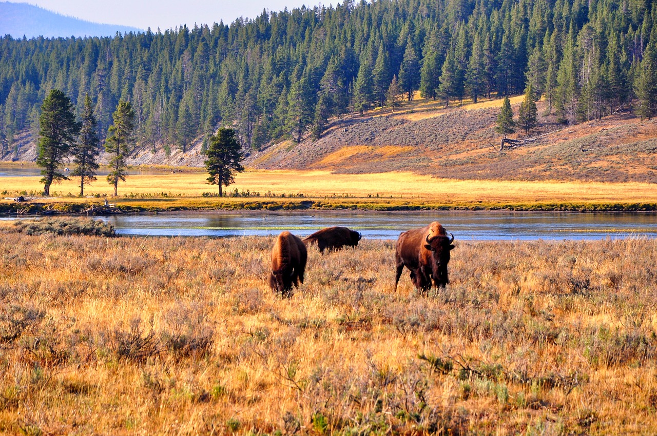 Wyoming attraverso i Trail