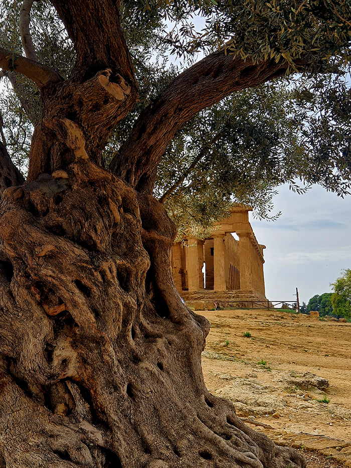 AGRIGENTO CITTA' DEI TEMPLI