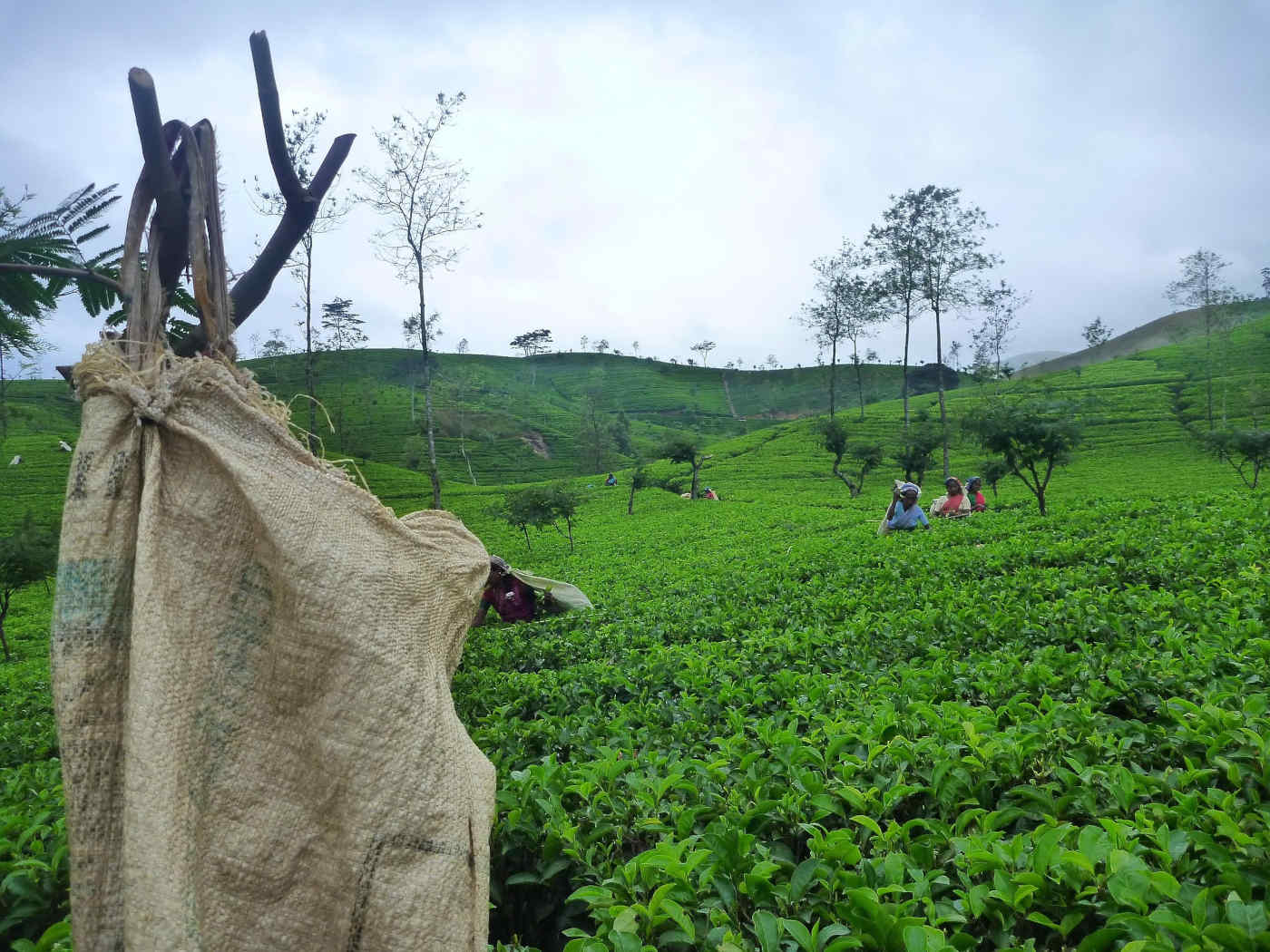 viaggio autentico luoghi & viaggi il viaggiatore magazine sri lanka